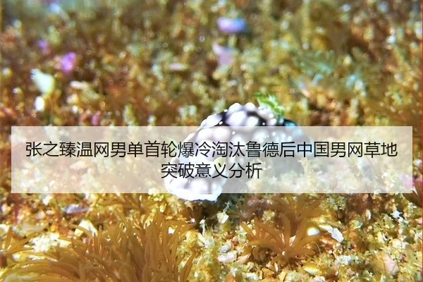zhang-zhi-zhen-wen-wang-nan-dan-shou-lun-bao-leng-tao-tai-lu-de-hou-zhong-guo-nan-wang-cao-di-tu-po-yi-yi-fen-xi-2-178.jpg